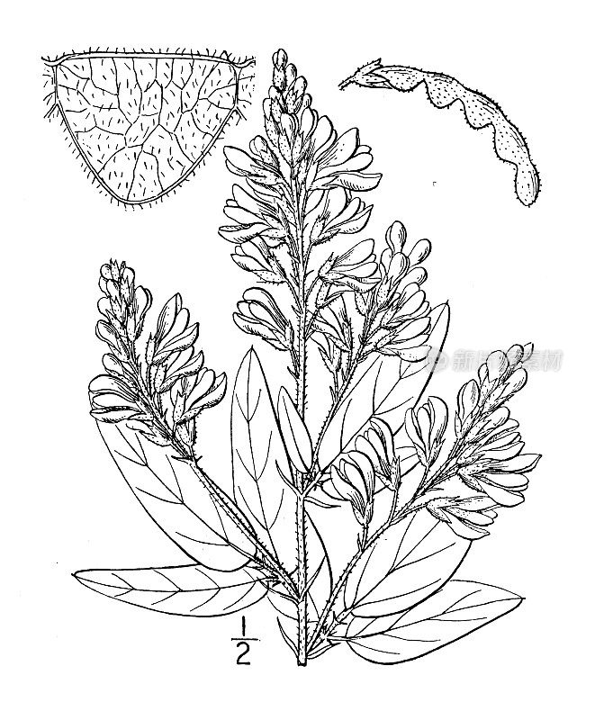 古植物学植物插图:加拿大Meibomia Canadensis，加拿大蜱三叶